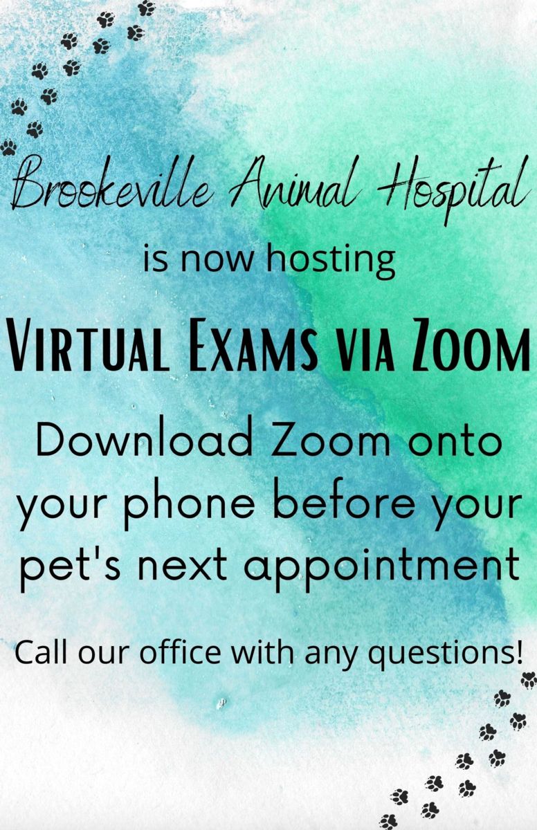Brookeville Animal Hospital Introduces Zoom Appointments